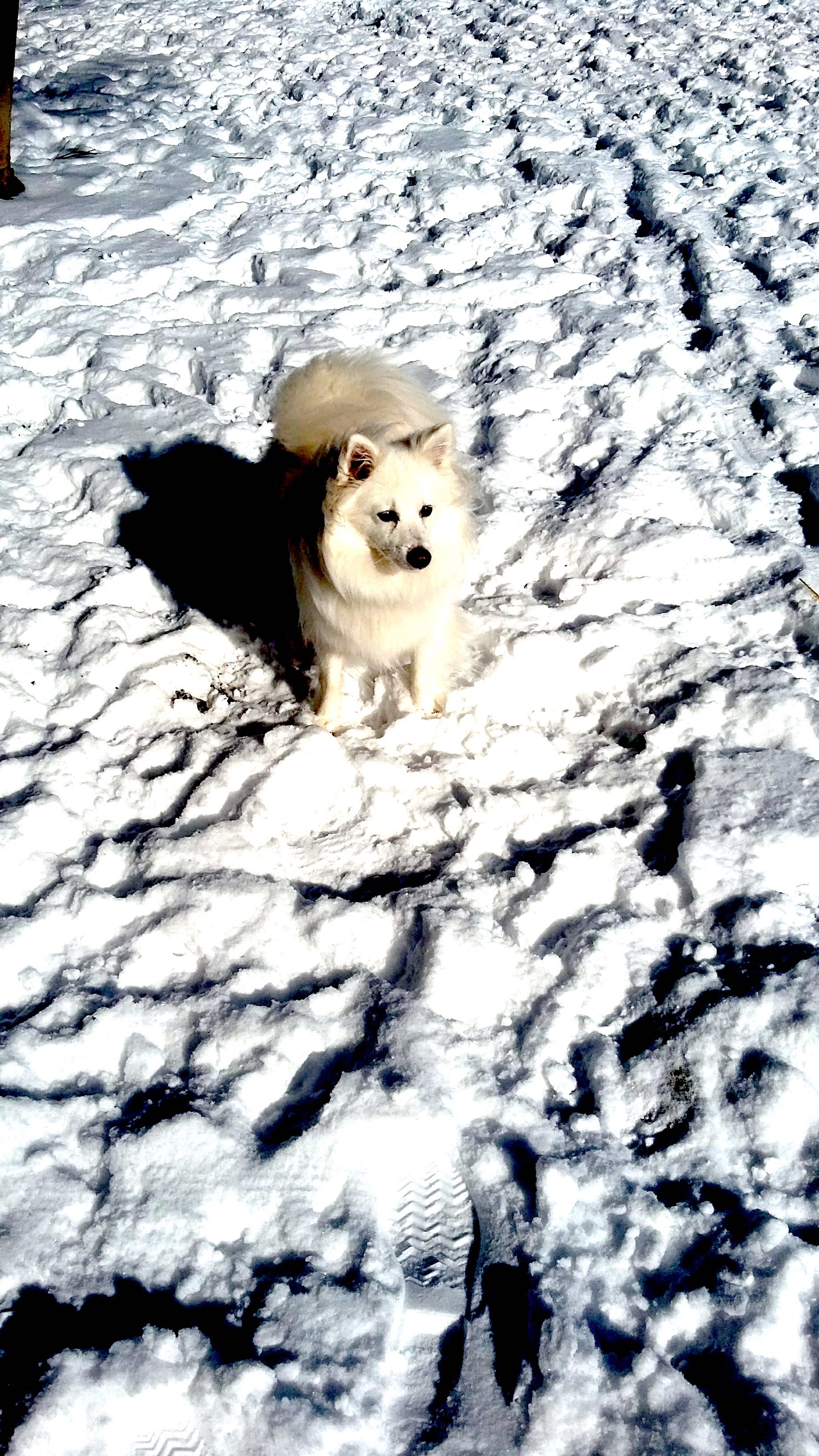 White spitz dog on snow-covered ground, taken at night