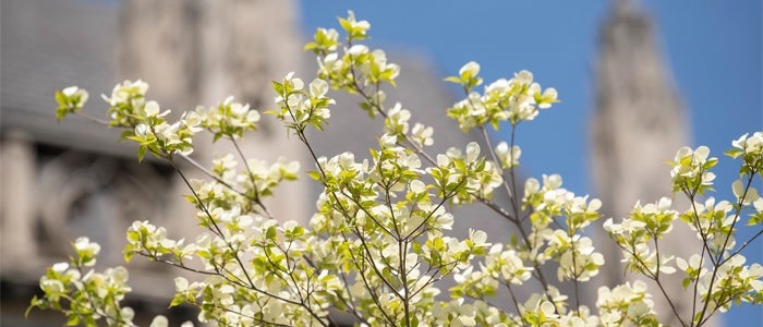 Buds blooming on campus