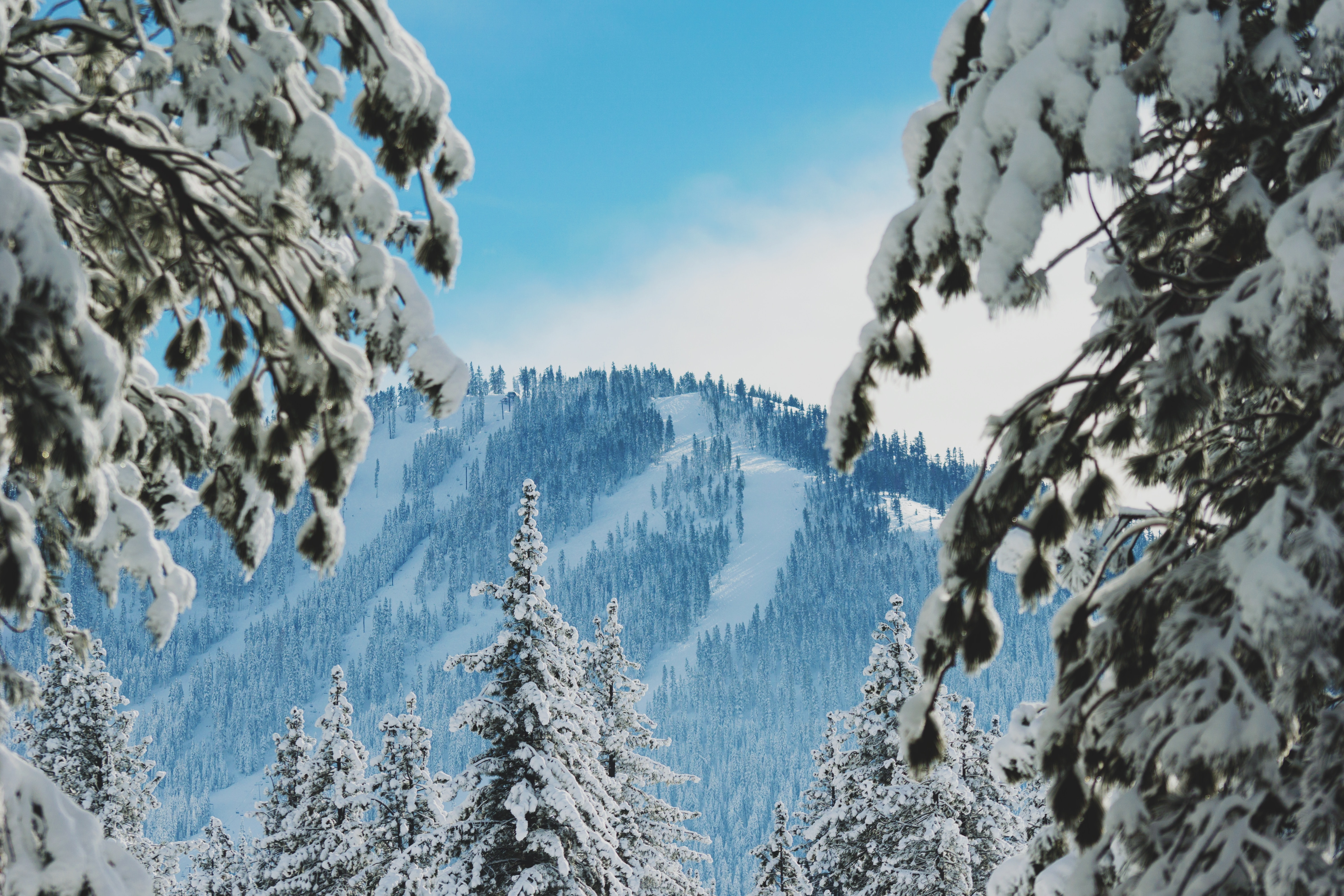 snow on trees with a blue sky and mountain view